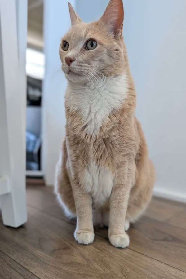 Nolan, a pale cream-ginger cat with a white chest, sitting and looking at the camera
